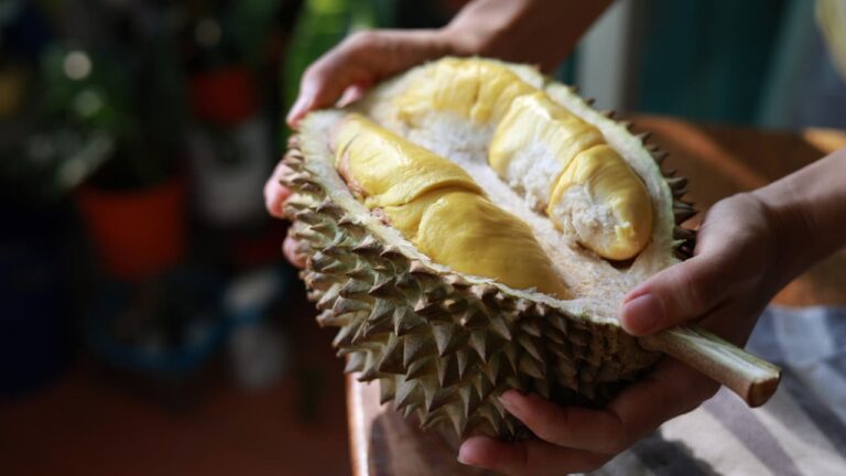 w-1280h-720format-jpgimgid-01k1jehdv2vzxmqpk9m4bng8g2imgname-why-durian-fruit-banned-in-asian-co.jpeg