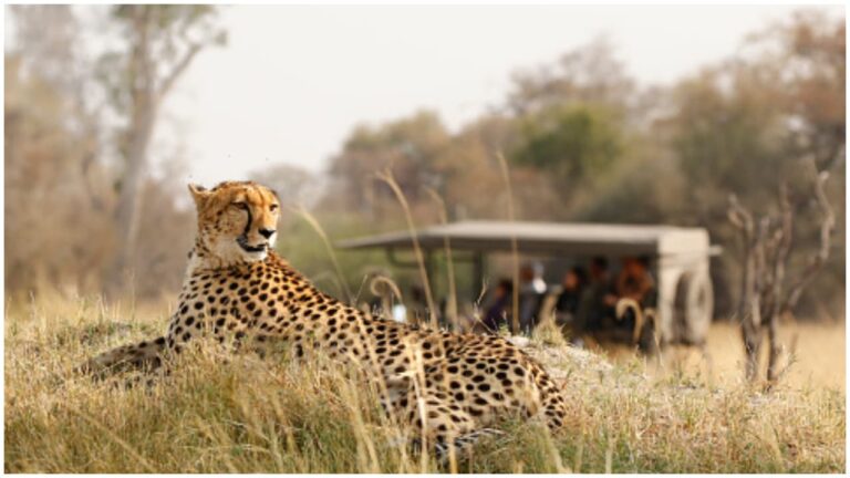 w-1280h-720format-jpgimgid-01k6q9qdbx29g3rcrjg2j68fqnimgname-cheetah-safari-1759571064188.jpg