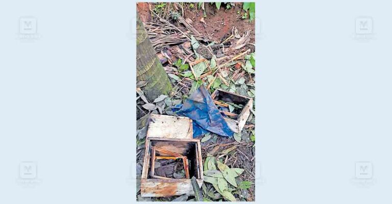 wayanad-honey-marming-issue.jpg