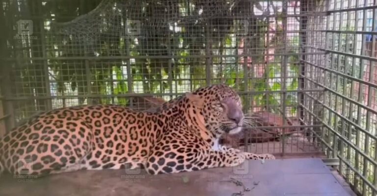 wayanad-tiger-captured-cheeral.jpg