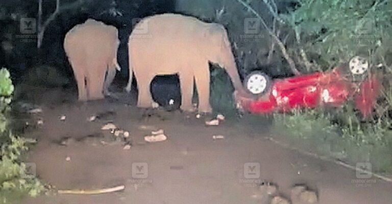 wild-elephant-attack.jpg