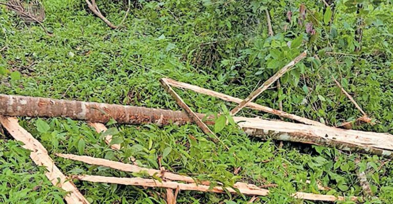 wild-elephant-attack-nadapuram.jpg