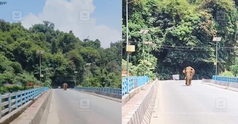 wild-elephant-blocks-iritty-road.jpg