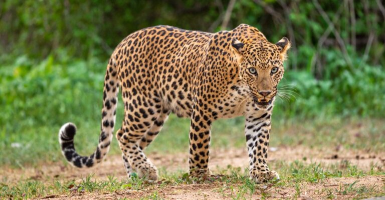 male-leopard-110801.jpg