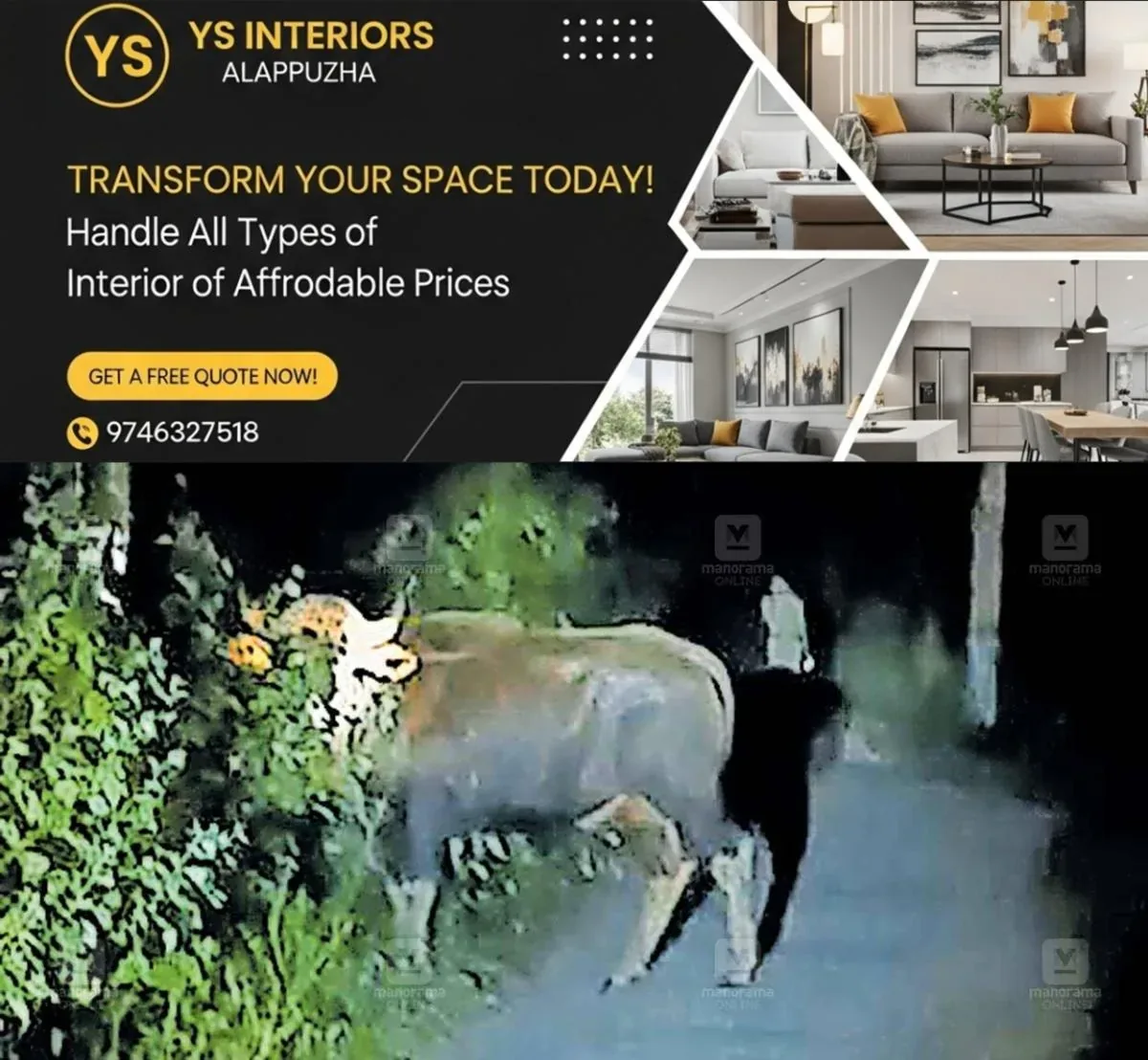 newskerala.net_1762056303_Wild-buffalo