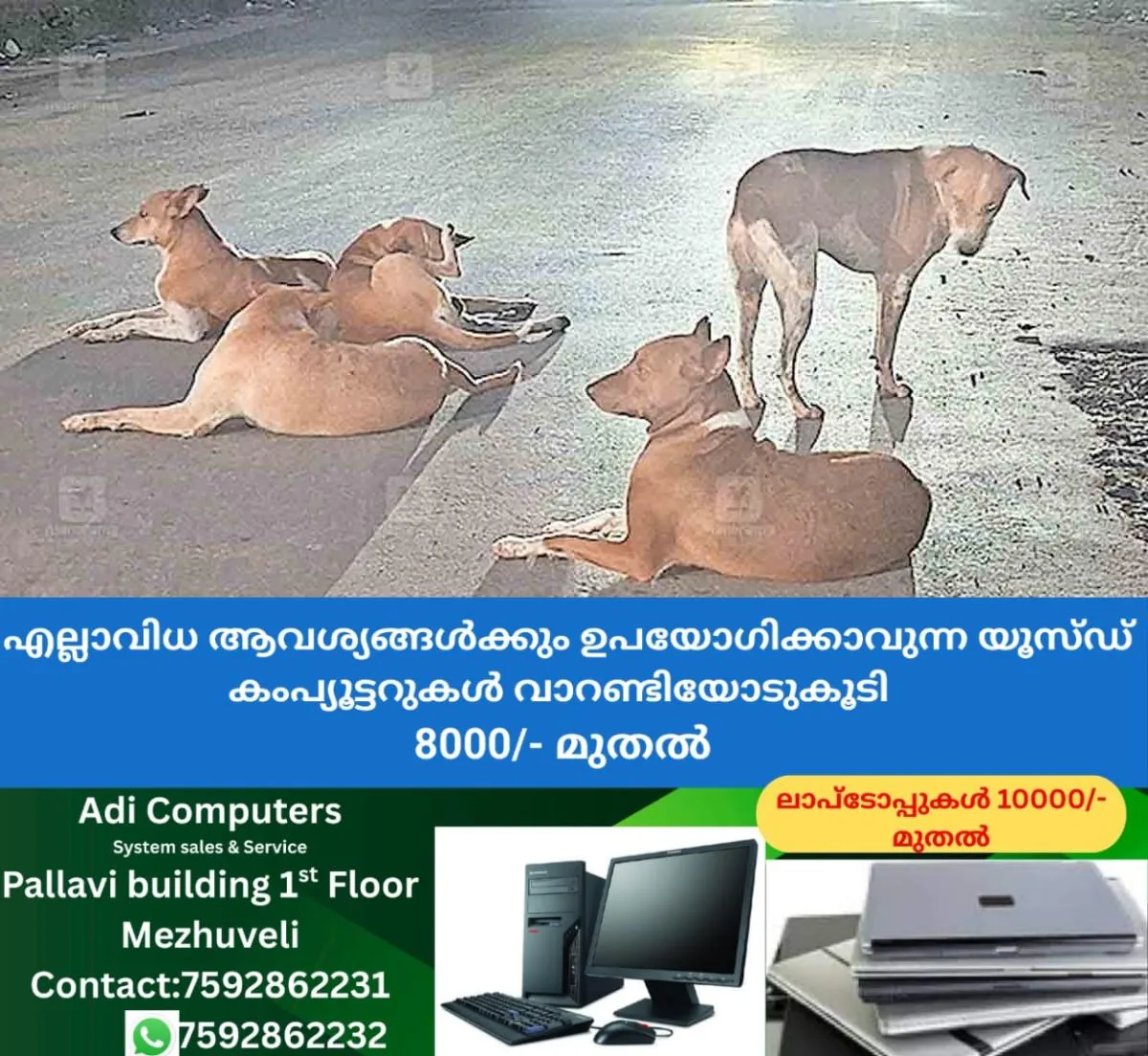 newskerala.net_1762066443_nadapuram-stray-dog