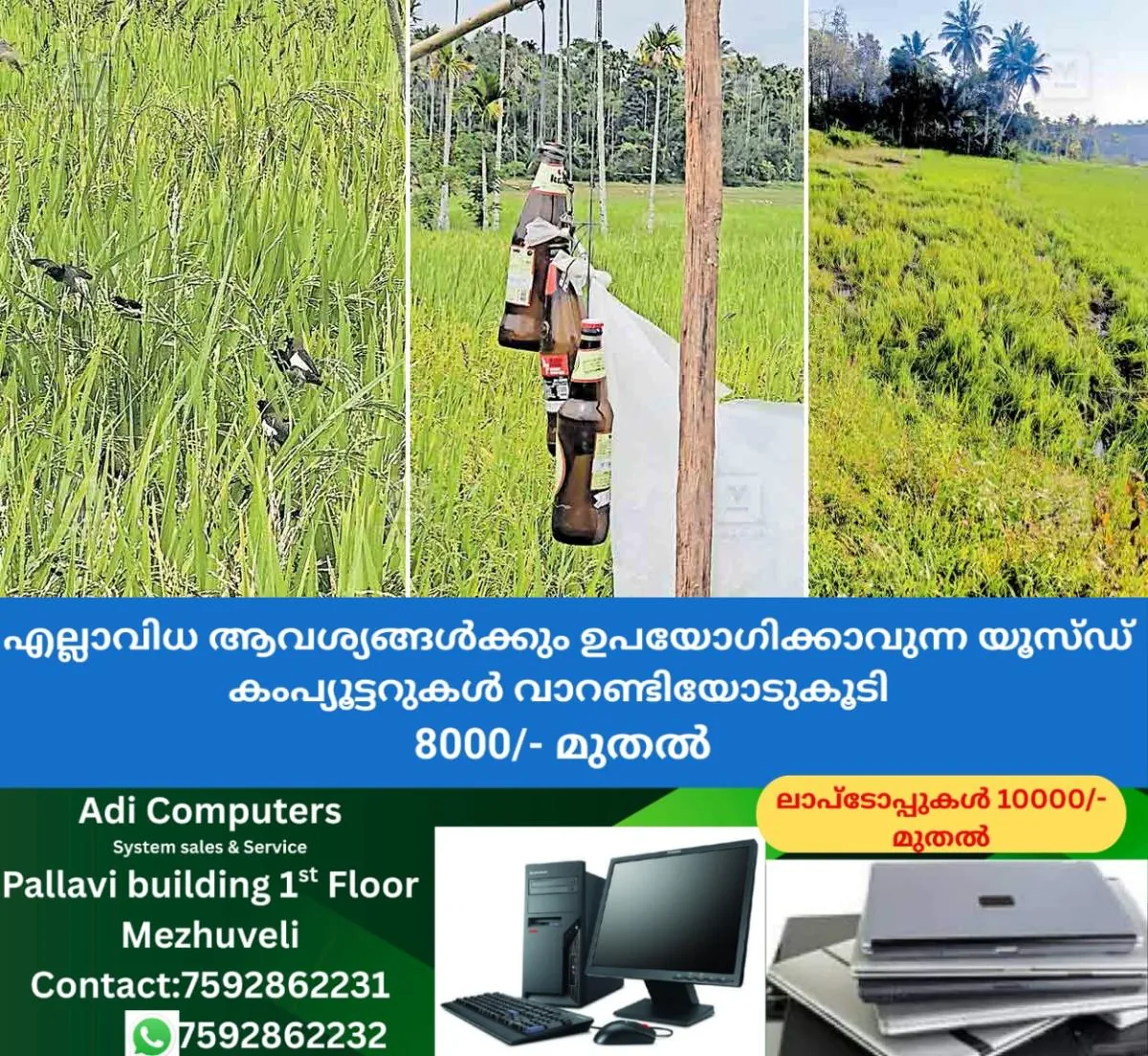 newskerala.net_1762146543_panamaram-paddy-1