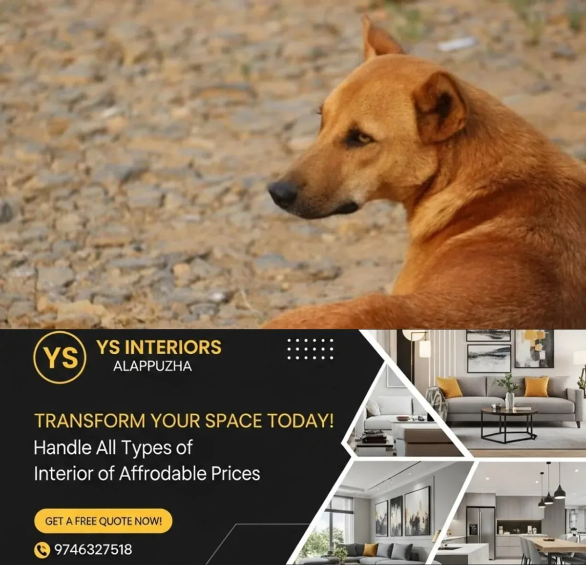newskerala.net_1762172412_w-1280h-720format-jpgimgid-01k94snm75hkfjrrv76s2xbya5imgname-stray-dog-1762171474149