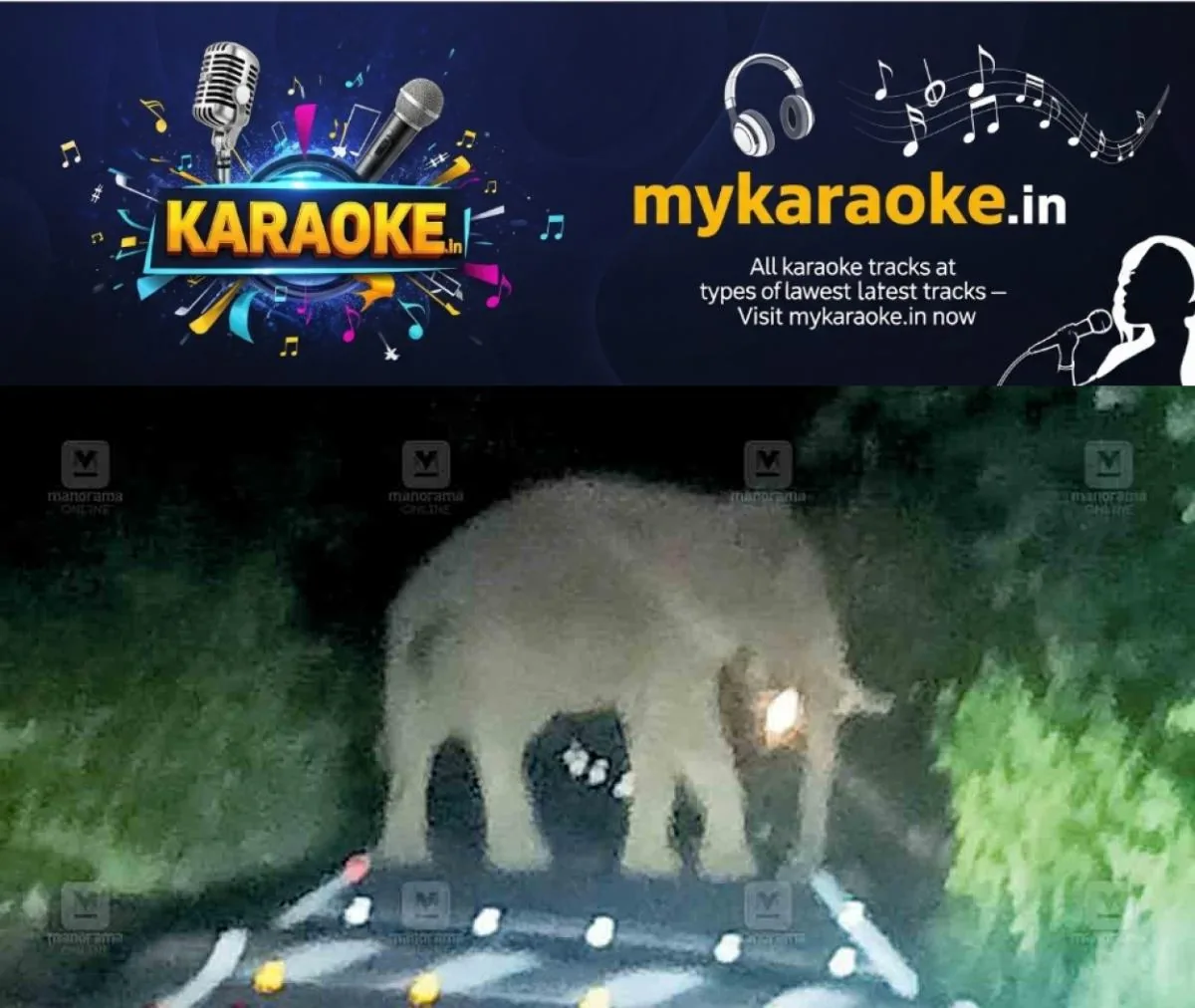 newskerala.net_1762246810_marayur-elephant-1