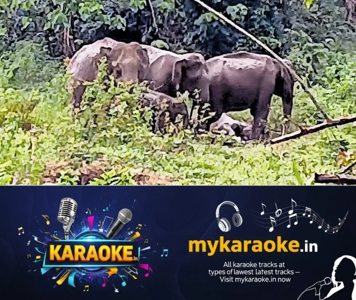 newskerala.net_1762249221_elephant-angamaly