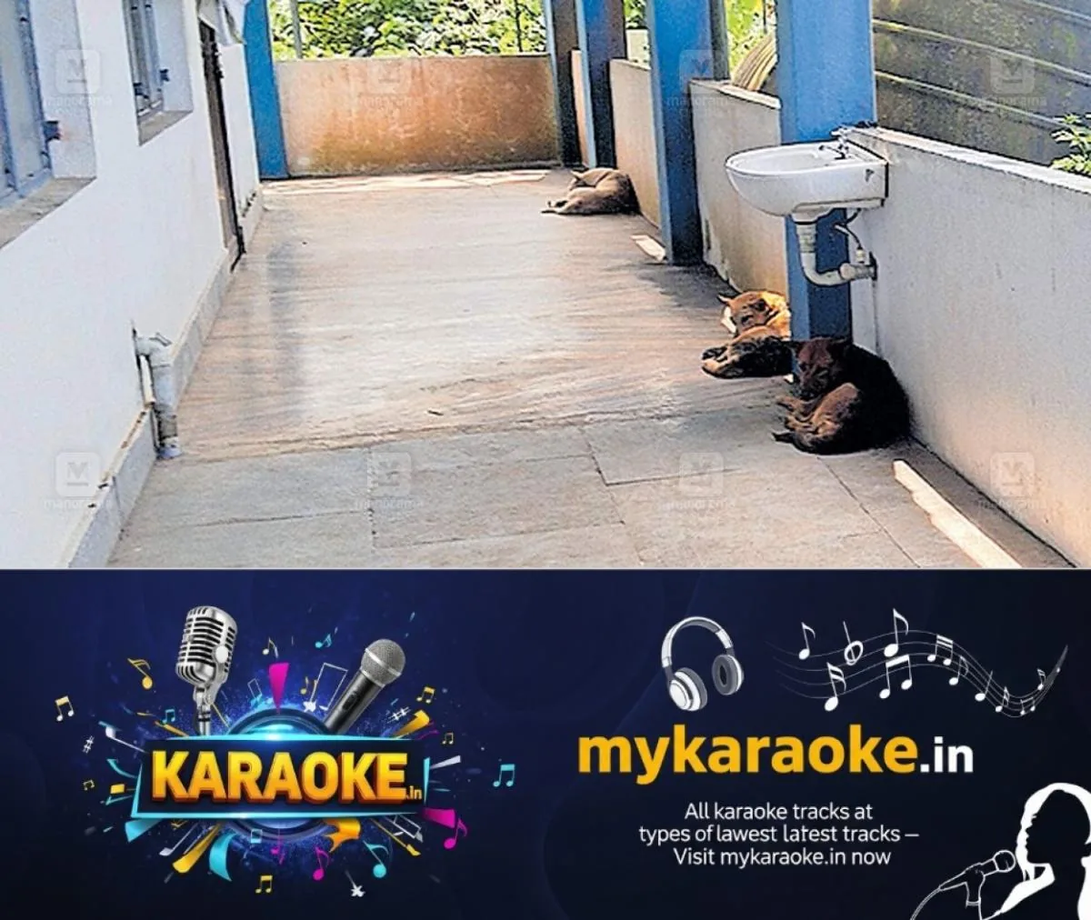 newskerala.net_1762314183_mallappally-street-dog-menace