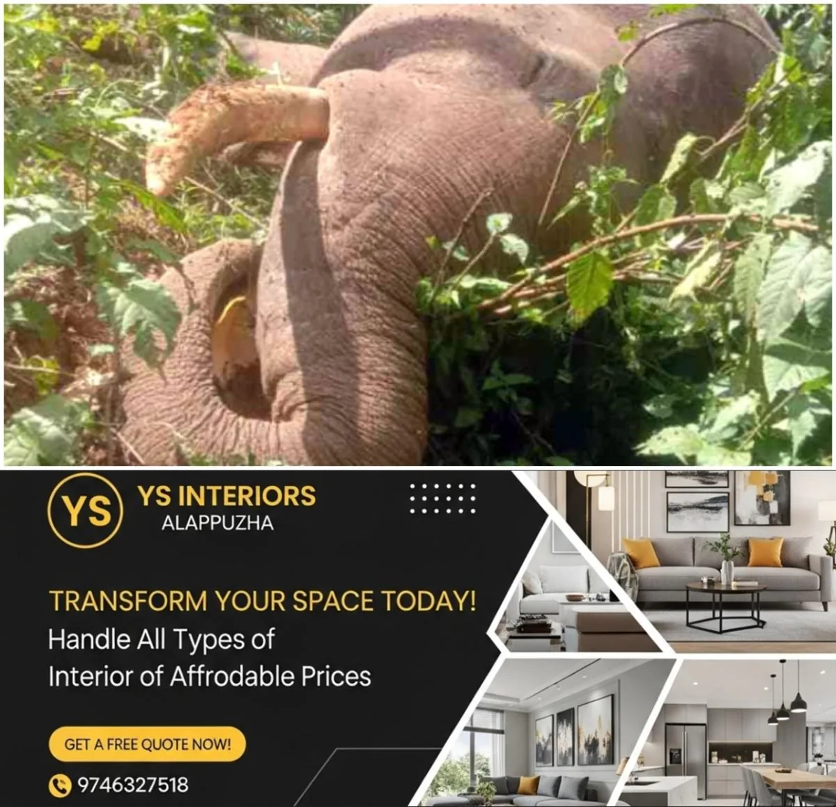 newskerala.net_1762418411_w-1280h-720format-jpgimgid-01k9c45nzn52s547gsehah5g8qimgname-elephant-1-1762417367029