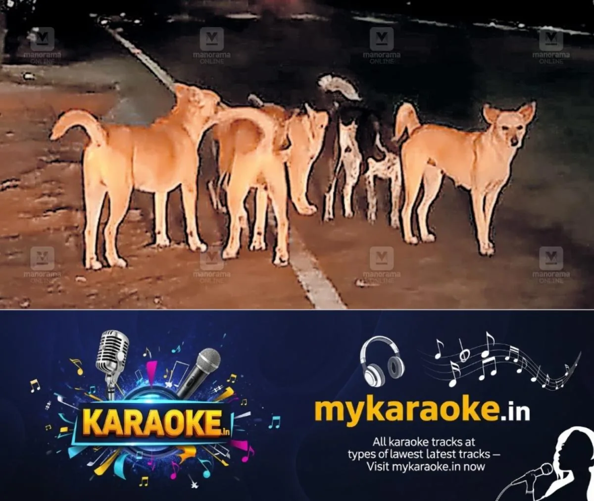 newskerala.net_1762488983_elenji-dog