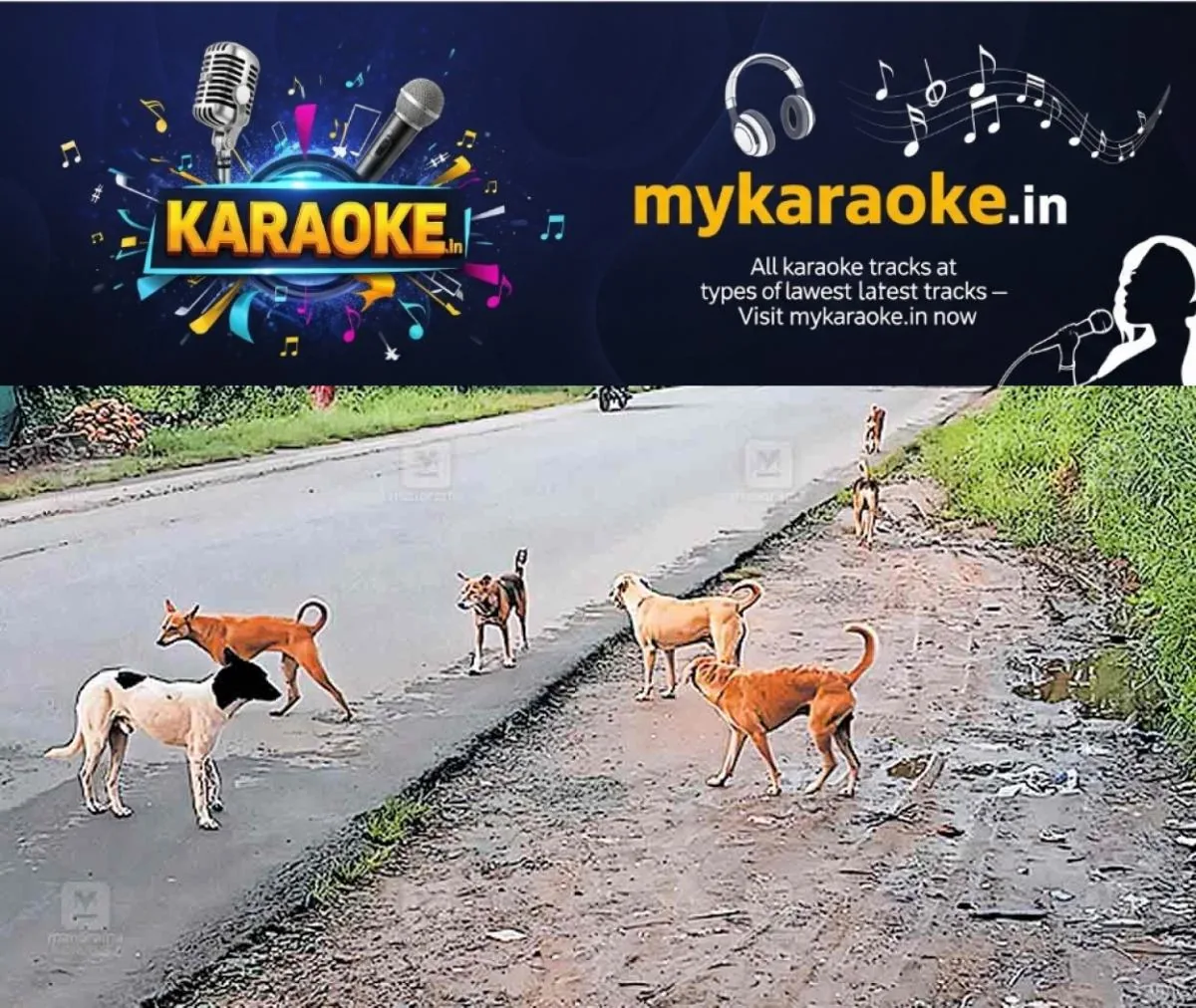 newskerala.net_1762578985_chittalanchery-stray-dog
