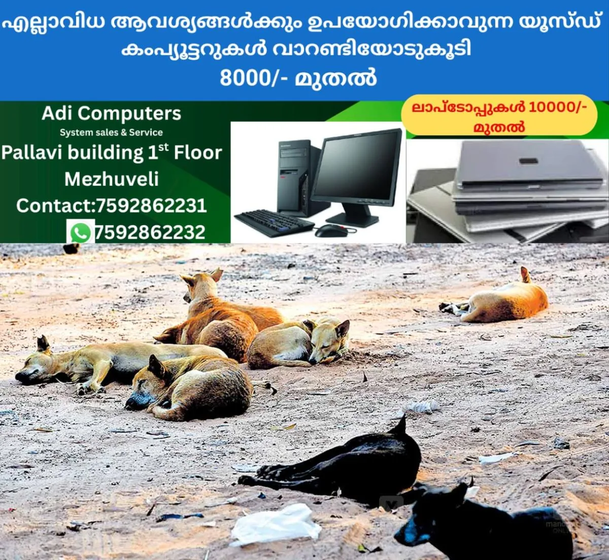 newskerala.net_1762656744_stray-dogs-kollam