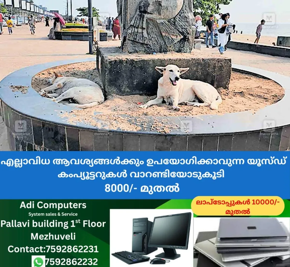 newskerala.net_1762659625_clt-stray-dog