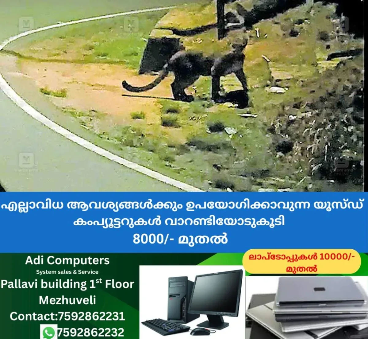 newskerala.net_1762684694_palakkad-walpaai-tiger