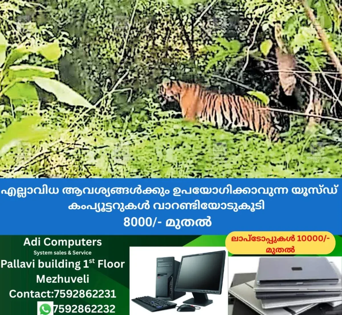 newskerala.net_1762979424_wayanad-pullpally-tiger-sight