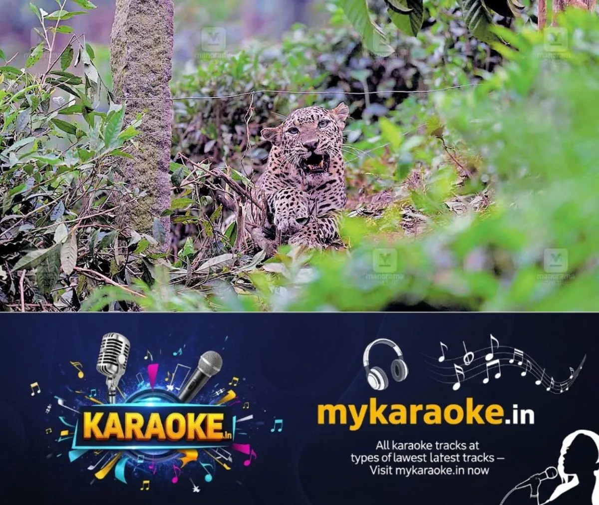 newskerala.net_1763089502_ooty-leopard-1