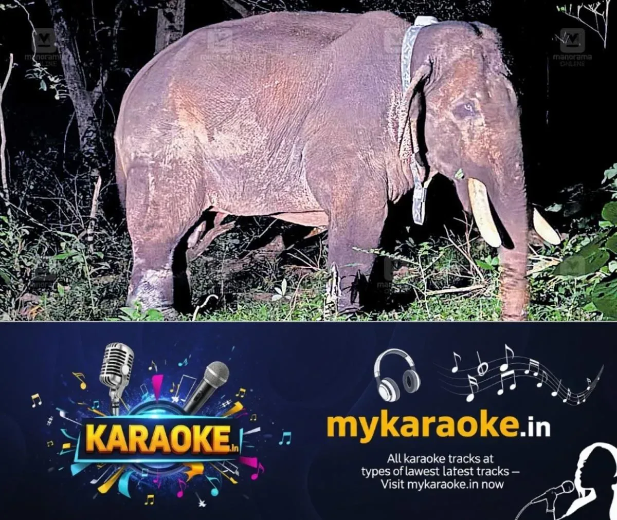 newskerala.net_1763091542_rolex-elephant