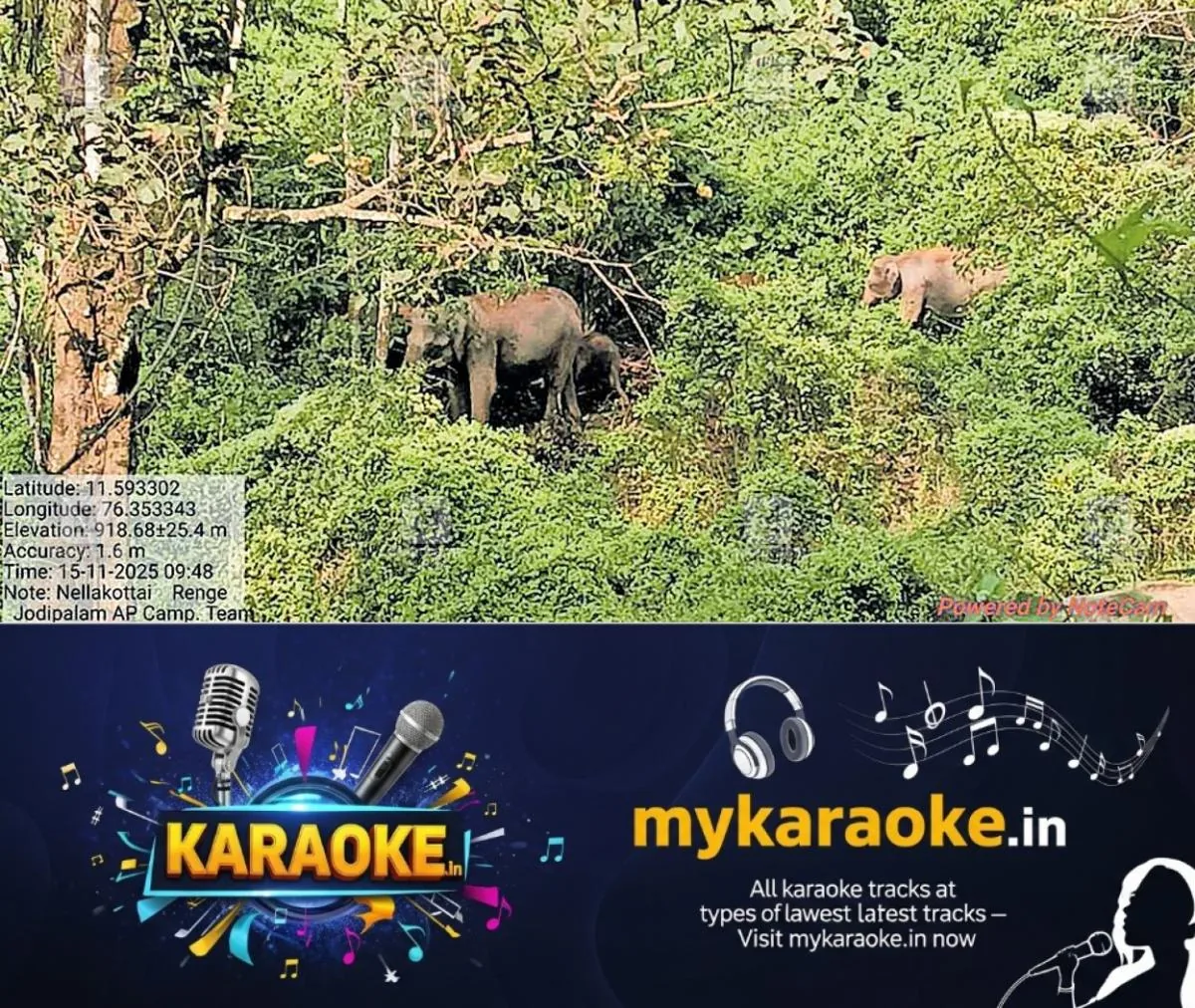 newskerala.net_1763238962_bathery-wild-elephant