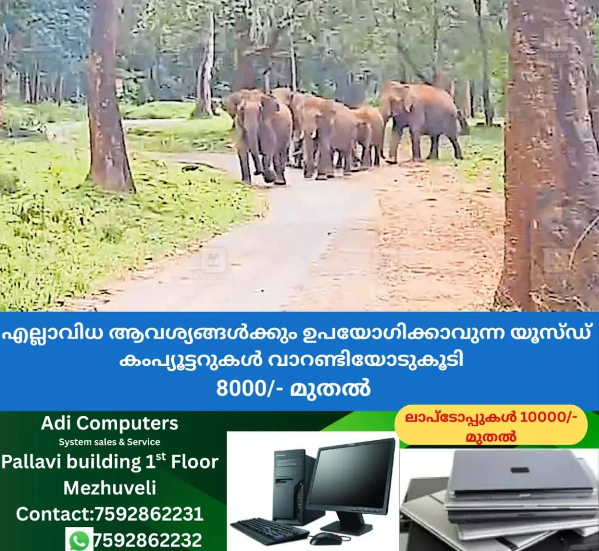 newskerala.net_1763241145_chekady-pulpally-wild-elephant