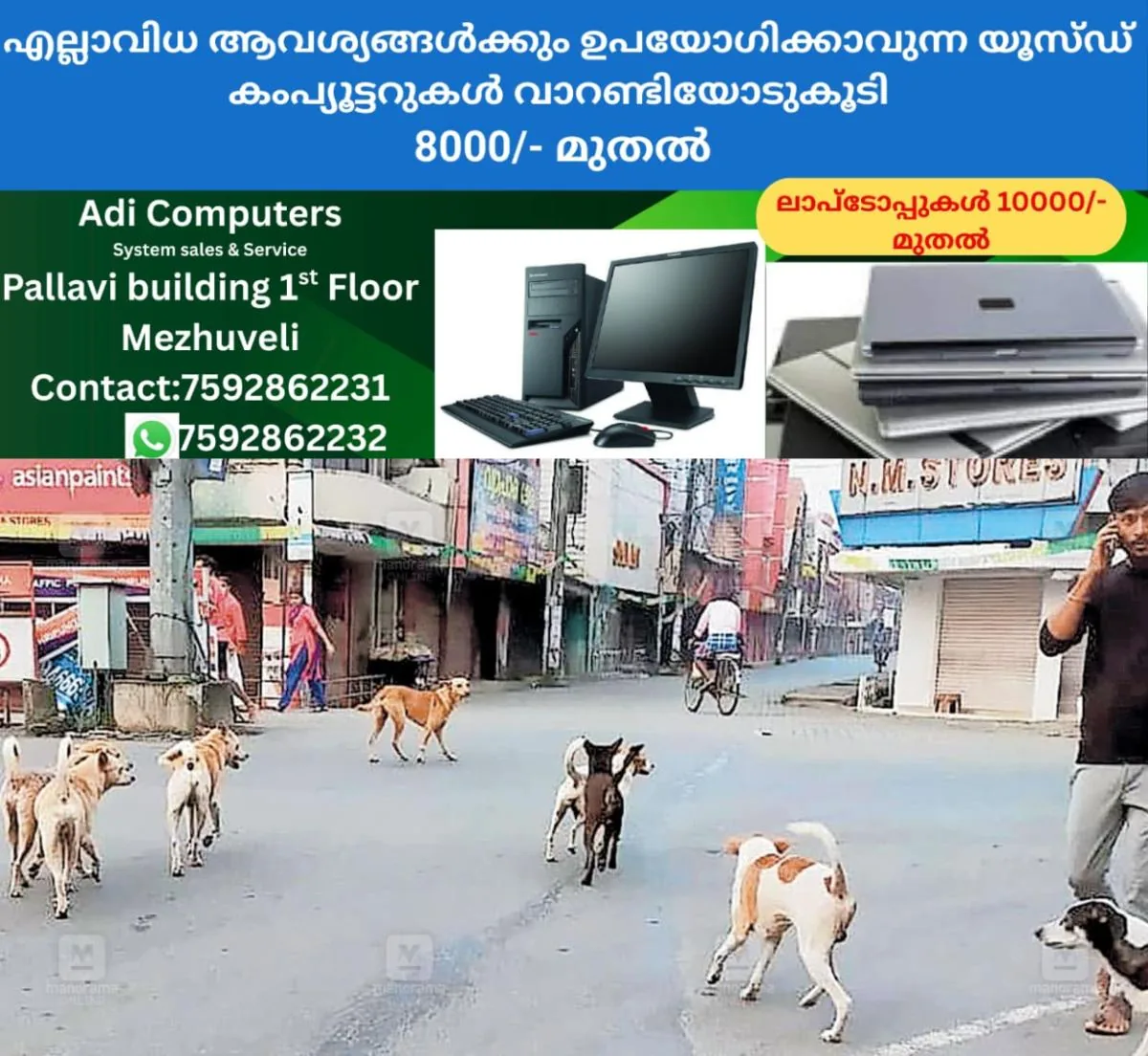 newskerala.net_1763242742_thripunithura-stray-dog