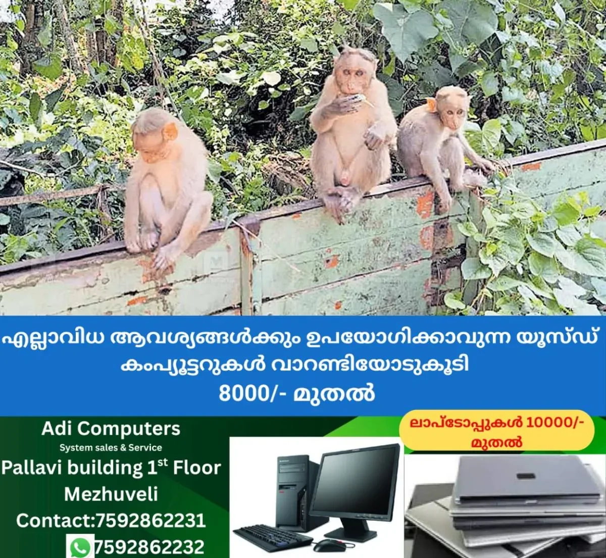 newskerala.net_1763357949_monkey-menace-sasthamkotta