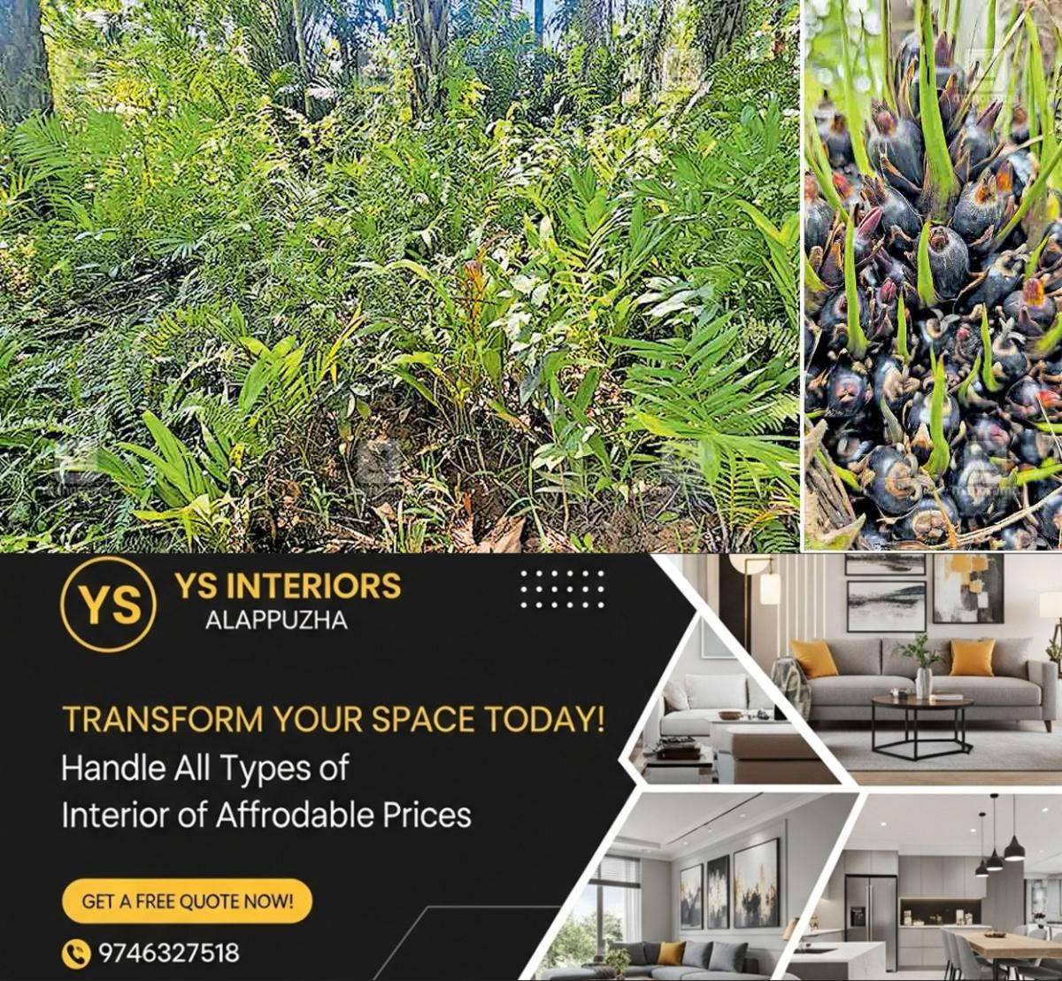 newskerala.net_1763424131_panamaram-palm-oil-farm