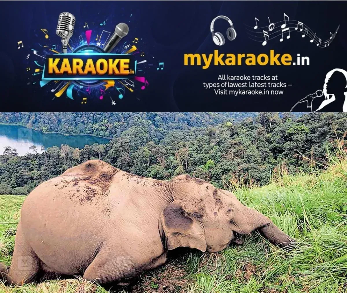 newskerala.net_1763525223_kakki-wild-elephant-death