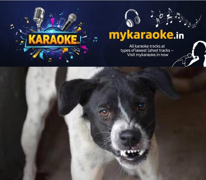 newskerala.net_1763558776_Stray-dog