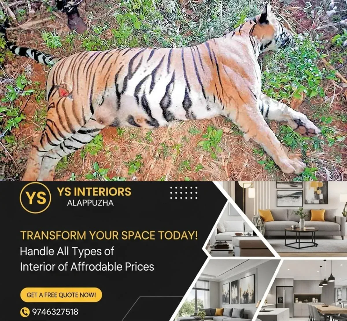 newskerala.net_1763658128_wayanad-tiger