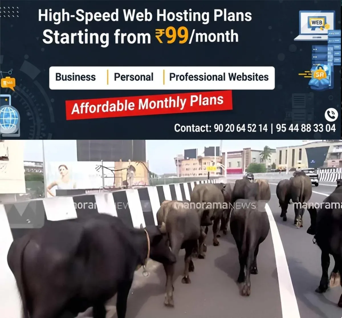 newskerala.net_1763826622_kasargod-buffalo