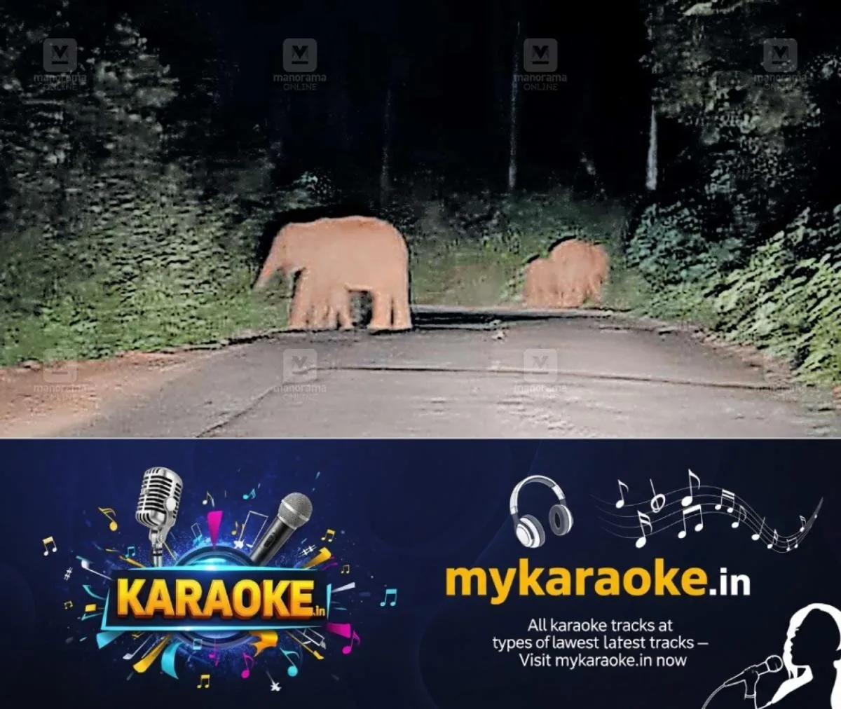 newskerala.net_1763889262_wild-elephants