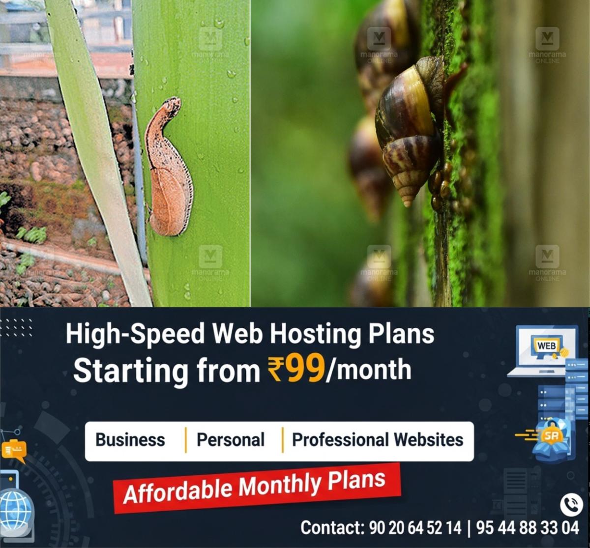 newskerala.net_1763893862_african-snail-1