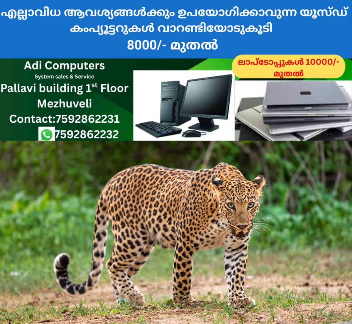 newskerala.net_1763967493_male-leopard-110801