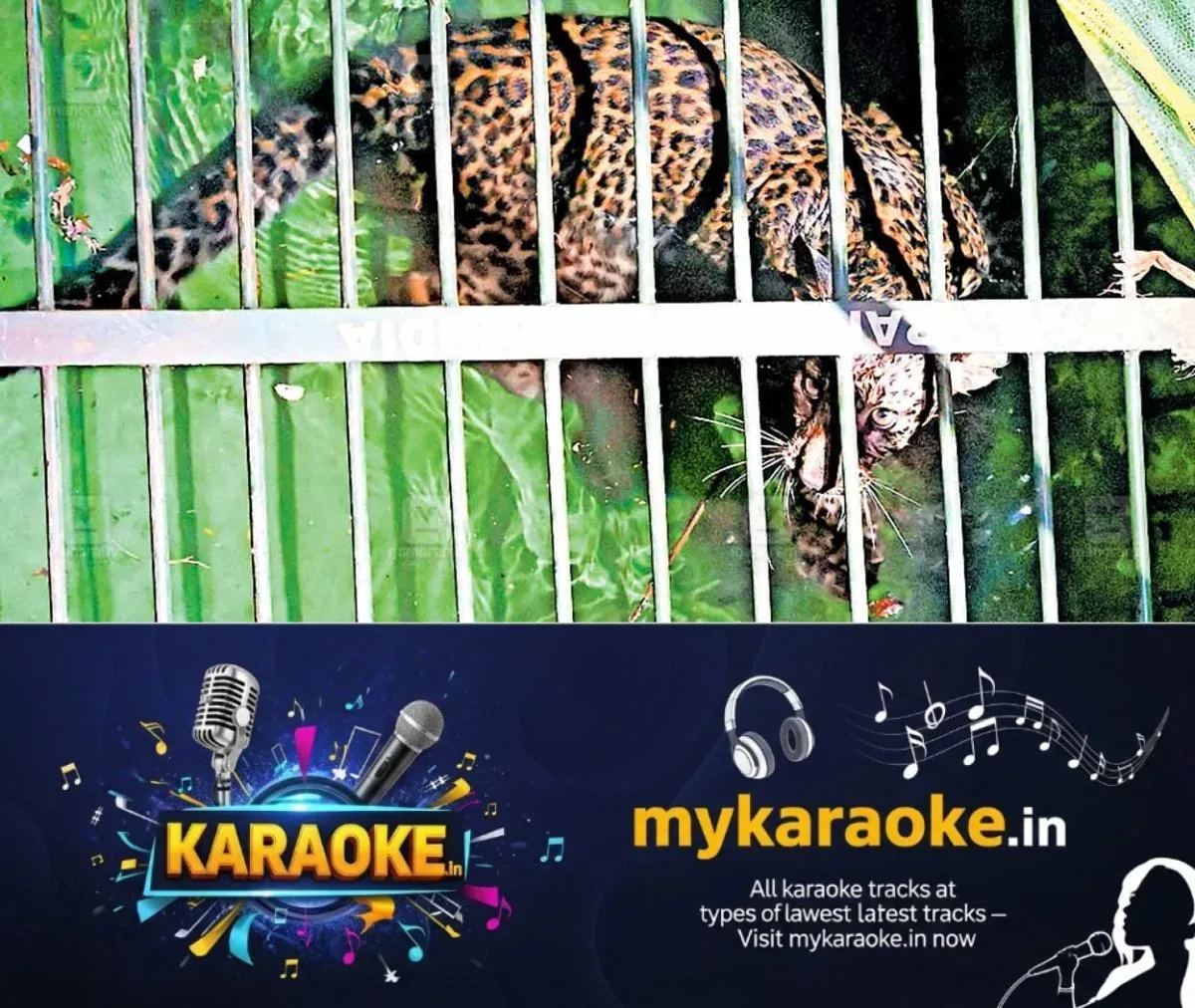 newskerala.net_1763973742_1763973628_tiger