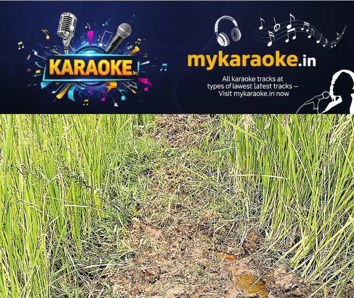 newskerala.net_1763985980_wild-boars-attack