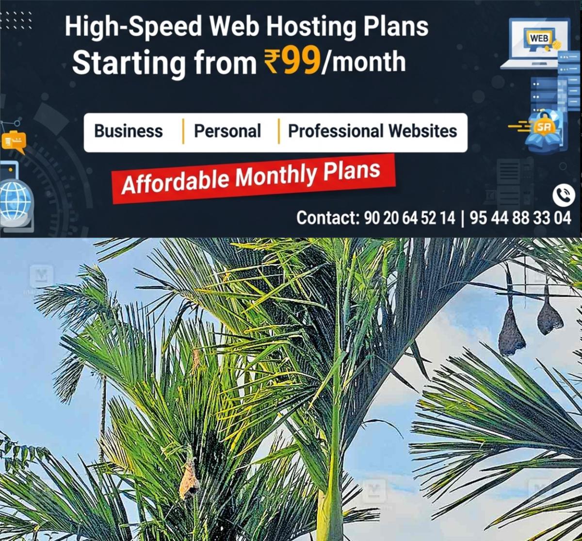 newskerala.net_1763988142_paddy-field-bird-nests