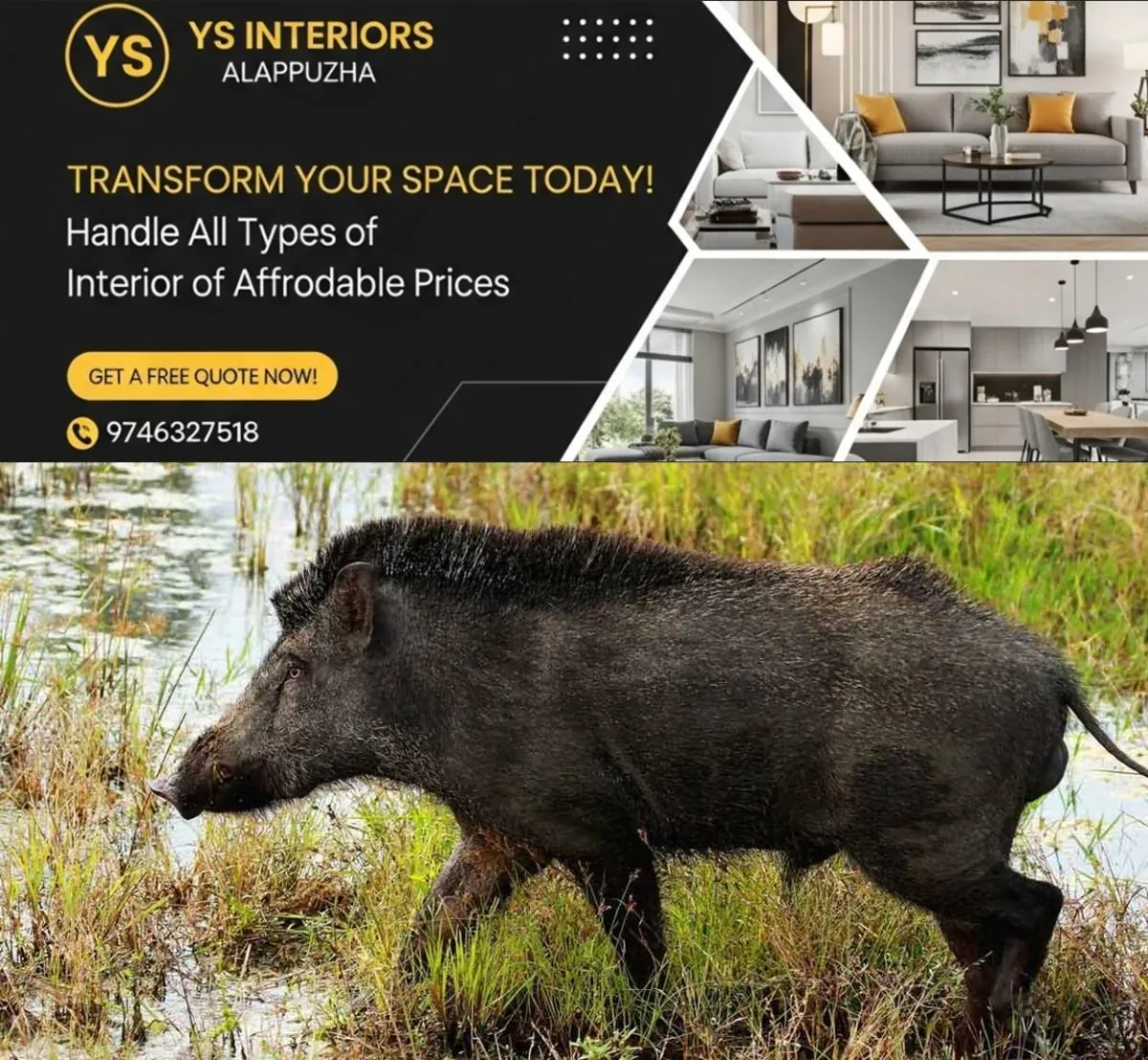 newskerala.net_1764051488_wild-boar-rep