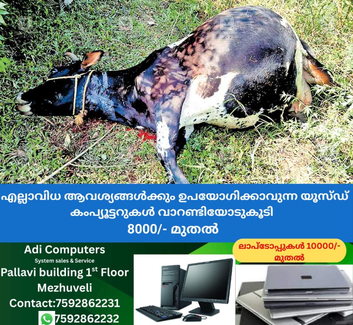 newskerala.net_1764136592_gudalur-tiger-attck-cow