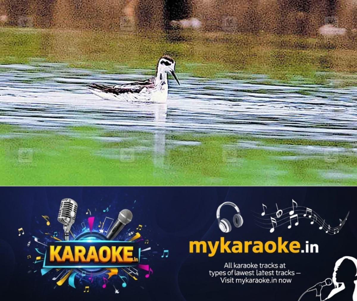 newskerala.net_1764138395_palakkad-bird