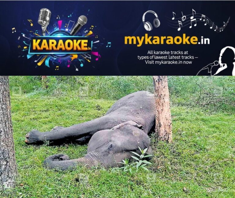 newskerala.net_1764138616_giudalur-elephant-death