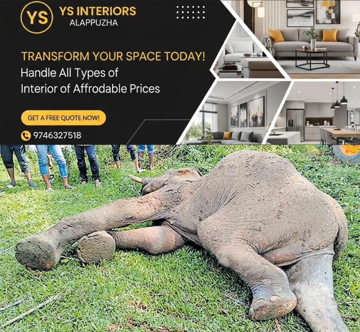 newskerala.net_1764142354_ernakulam-died-elephant