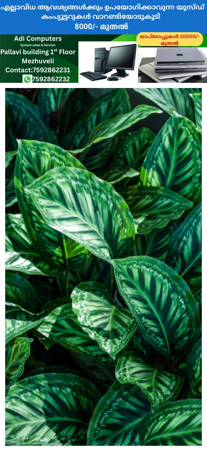 newskerala.net_1764151988_w-720h-1280format-jpgimgid-01kazszn3qy981dta4gmmq35z9imgname-fotojet-2025-11-26t153458.300-176