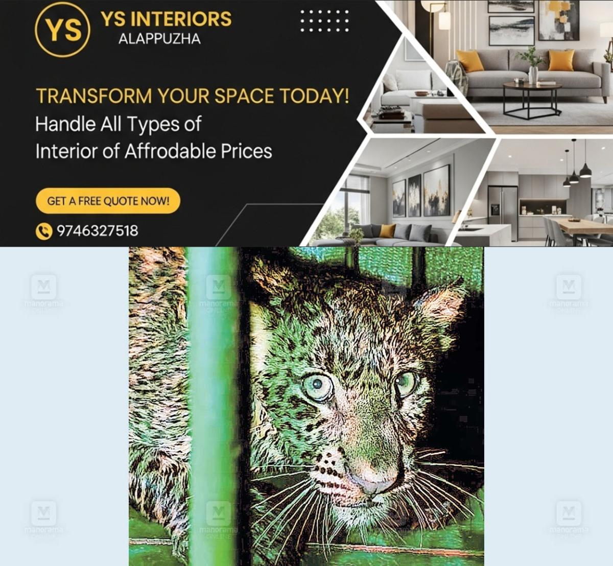 newskerala.net_1764218790_1764218658_leopard