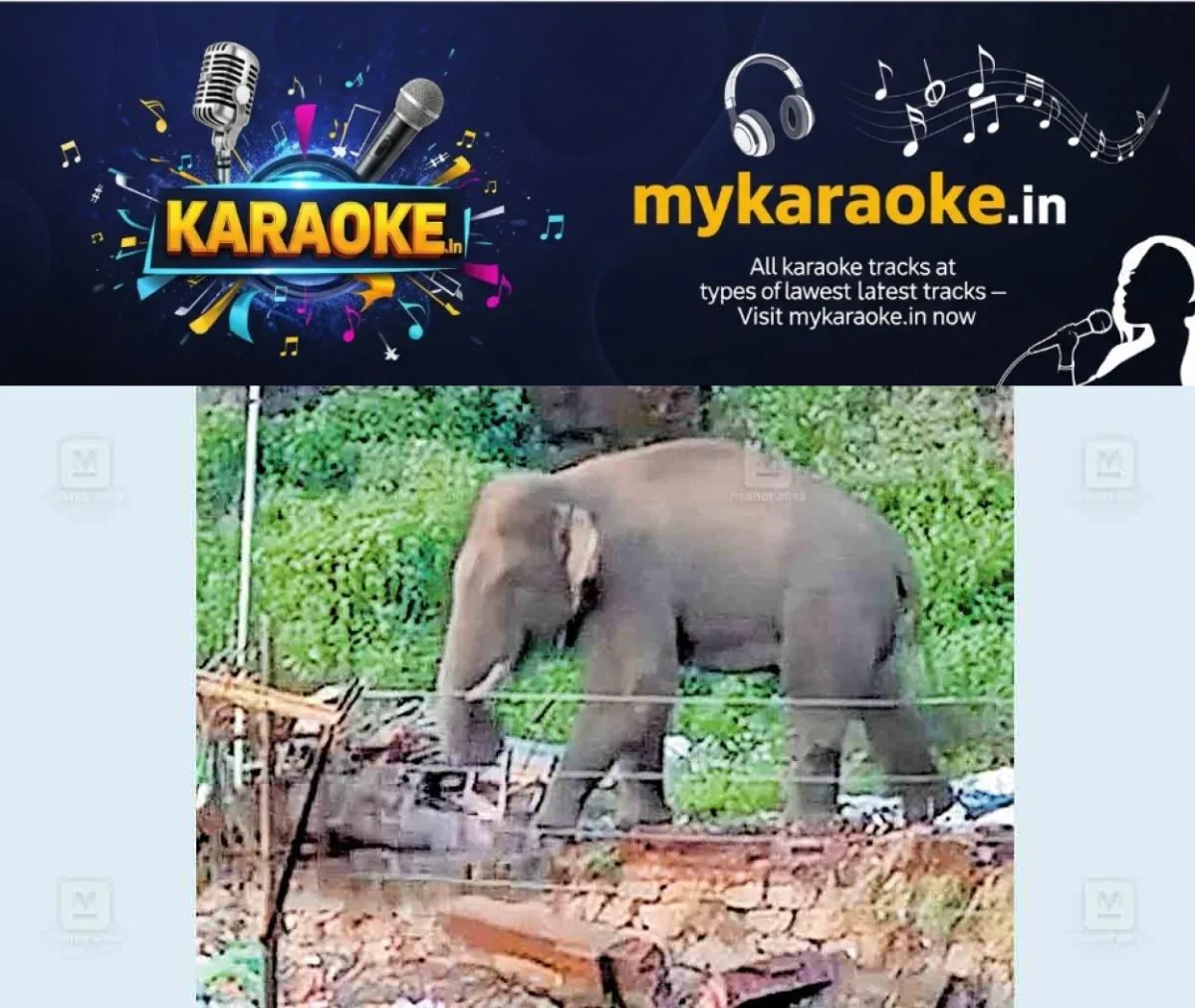 newskerala.net_1764303990_elephant-destroys-munnar-waste-plant
