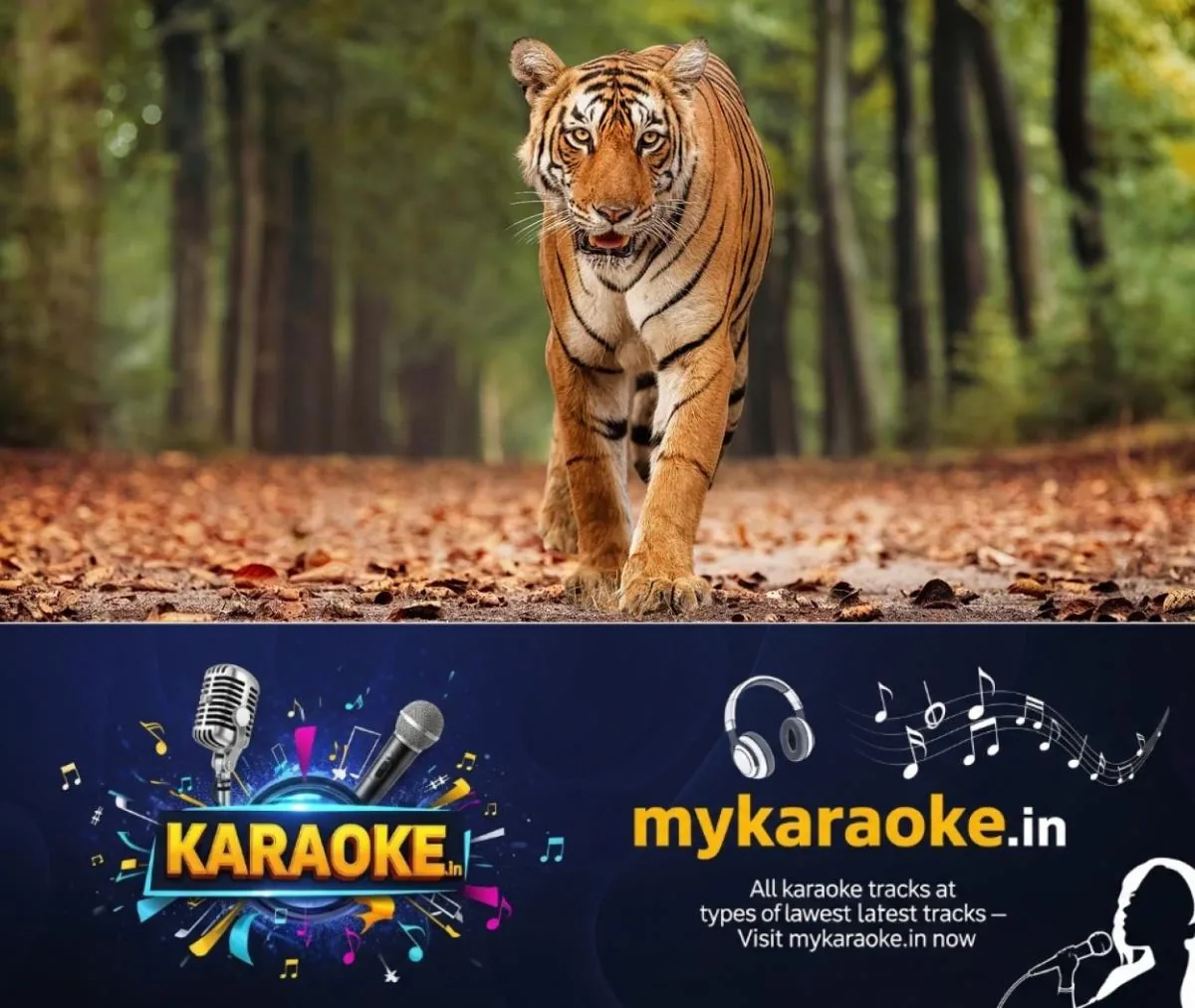 newskerala.net_1764393013_tiger-main