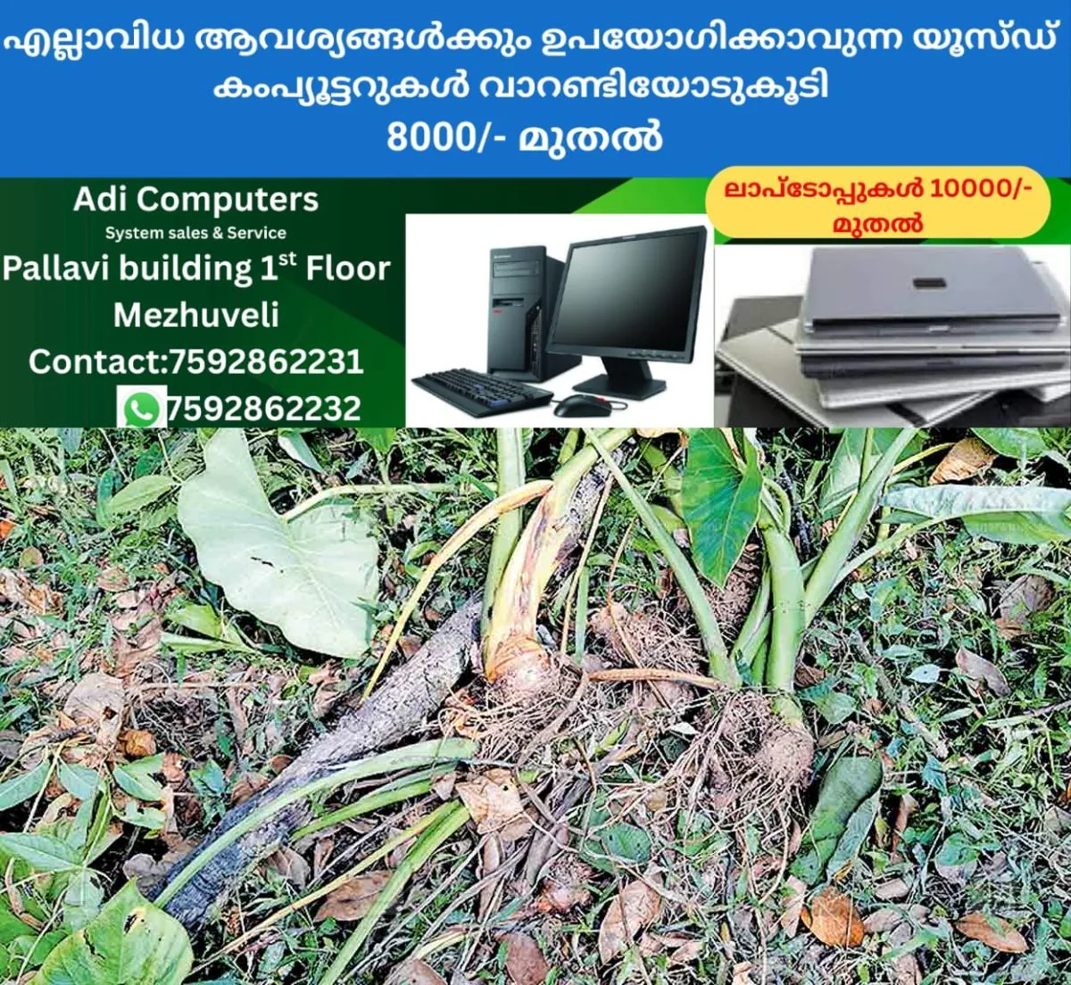 newskerala.net_1764405496_wild-boar-attack