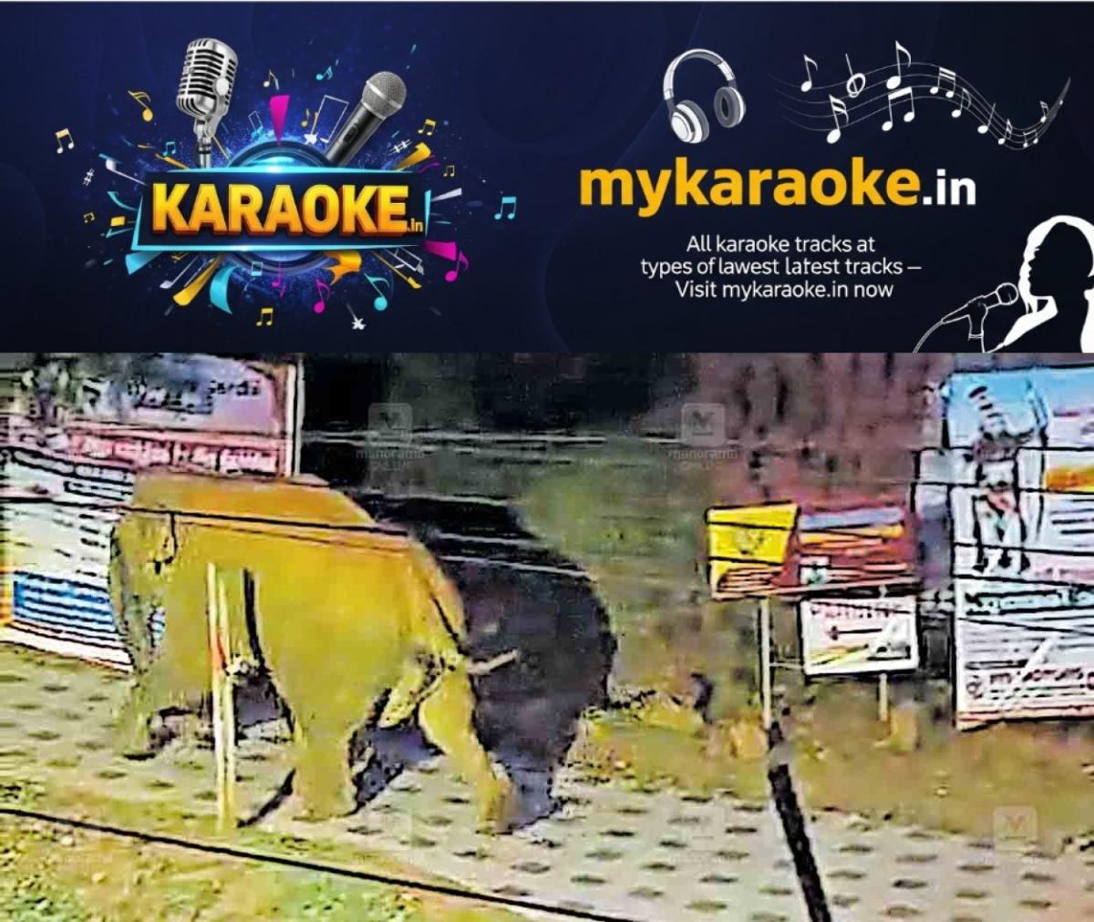 newskerala.net_1764472708_wayanad-wild-elephant